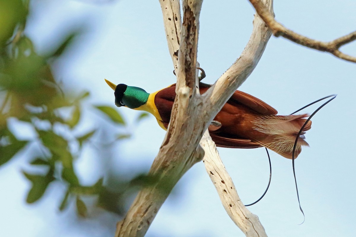 Ave del paraíso roja (Paradisaea rubra)