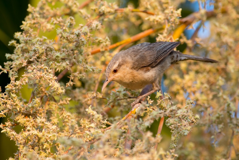 Campylorhynchus (Campylorhynchus)