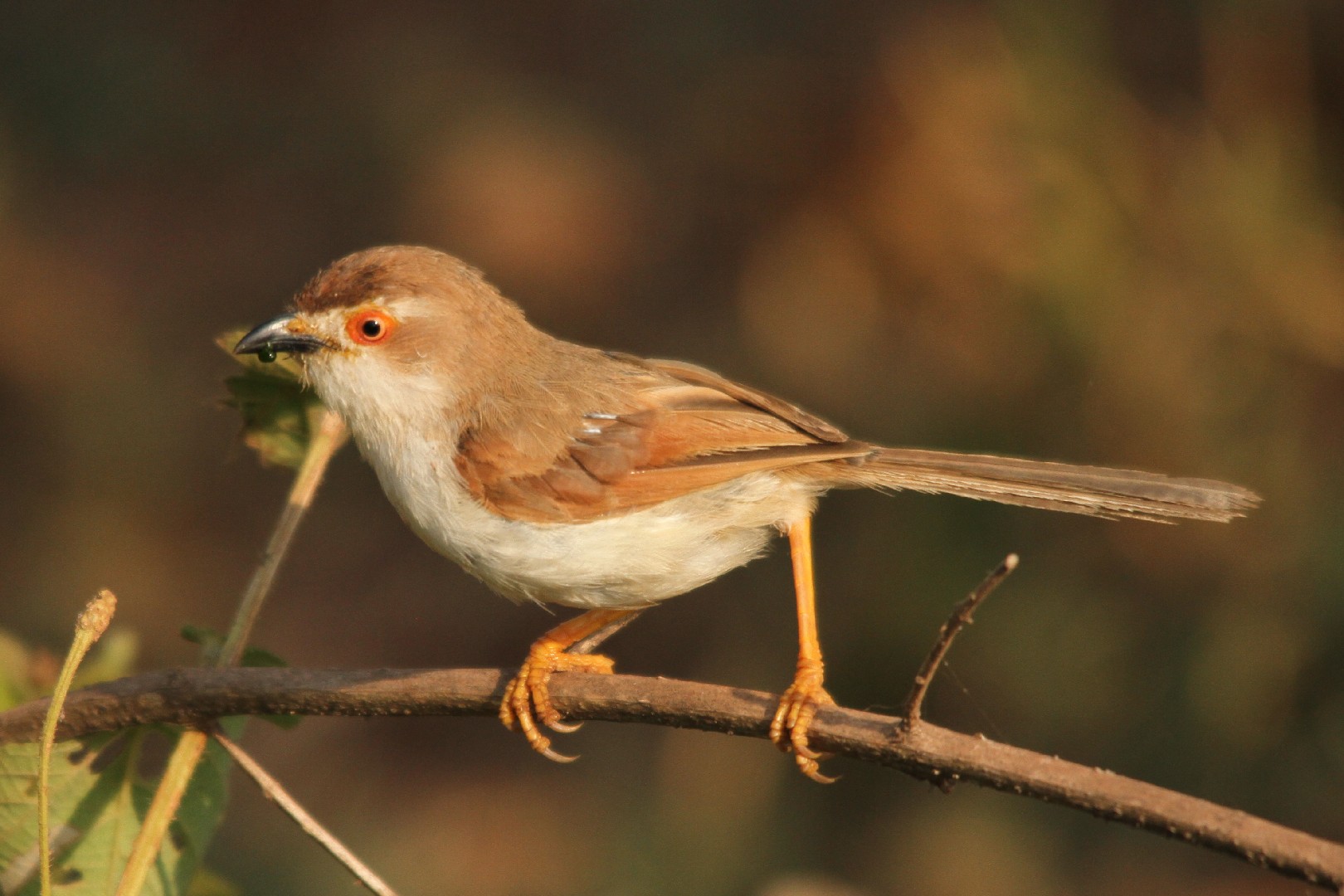 キンメセンニュウチメドリ (Chrysomma sinense)