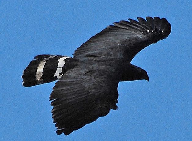 Crane hawk (Geranospiza)