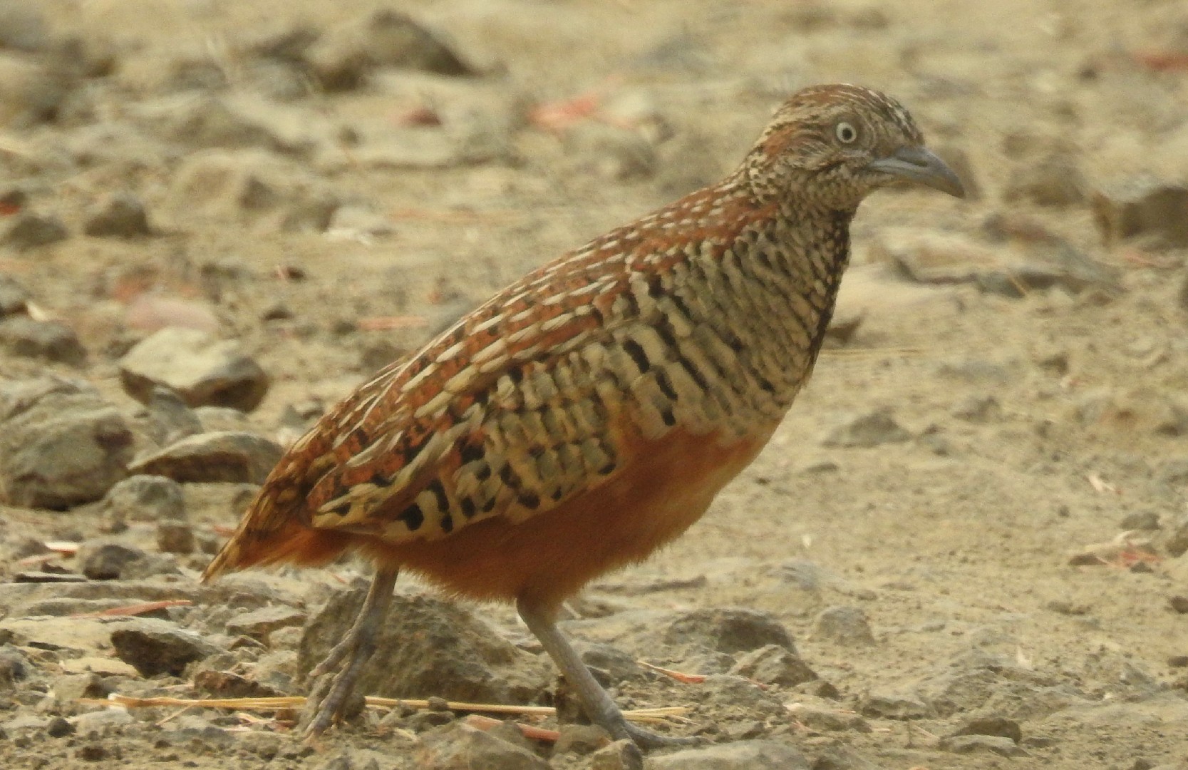 Barred Buttonquail (Turnix suscitator)