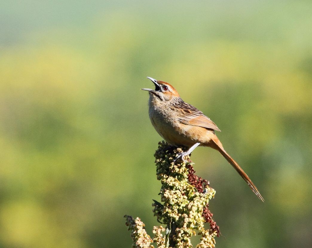 Cape Grassbird (Sphenoeacus)