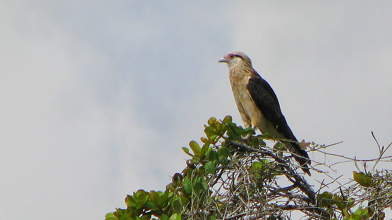 Gelbkopfkarakara (Milvago chimachima)