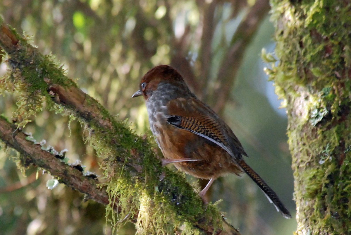 シマドリ (Actinodura morrisoniana)