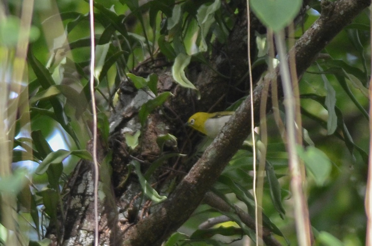 Lowland White-eye