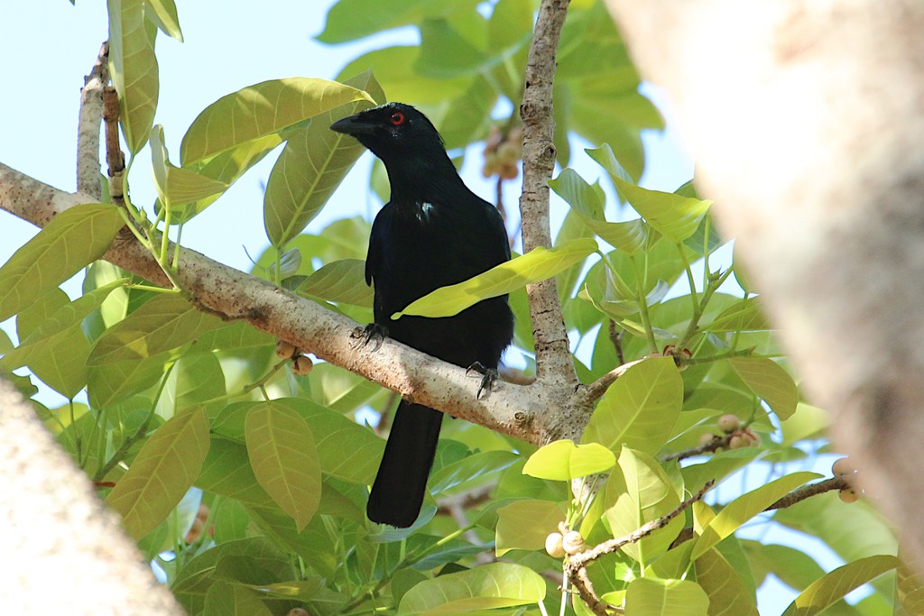 Ave del paraíso trompetera (Phonygammus keraudrenii)