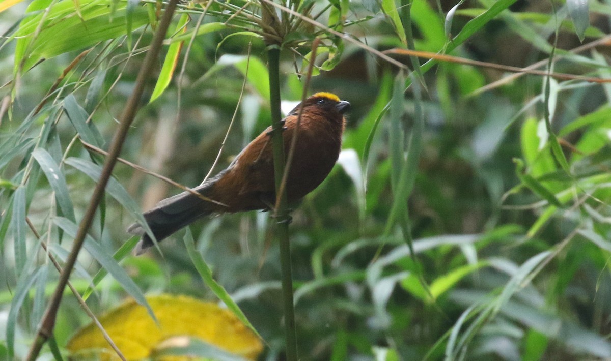 絨頂雀 (Catamblyrhynchus diadema)