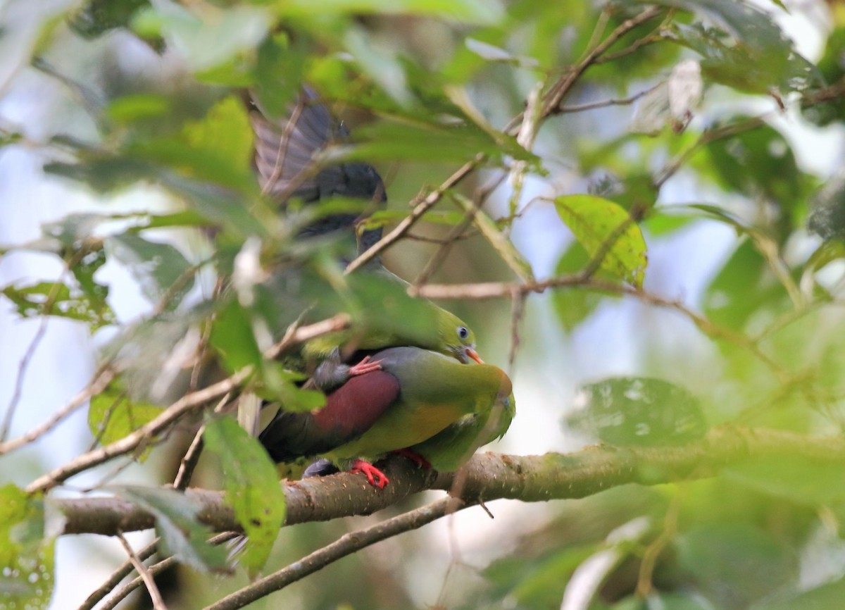 Wedge-tailed Green Pigeon (Treron sphenurus)