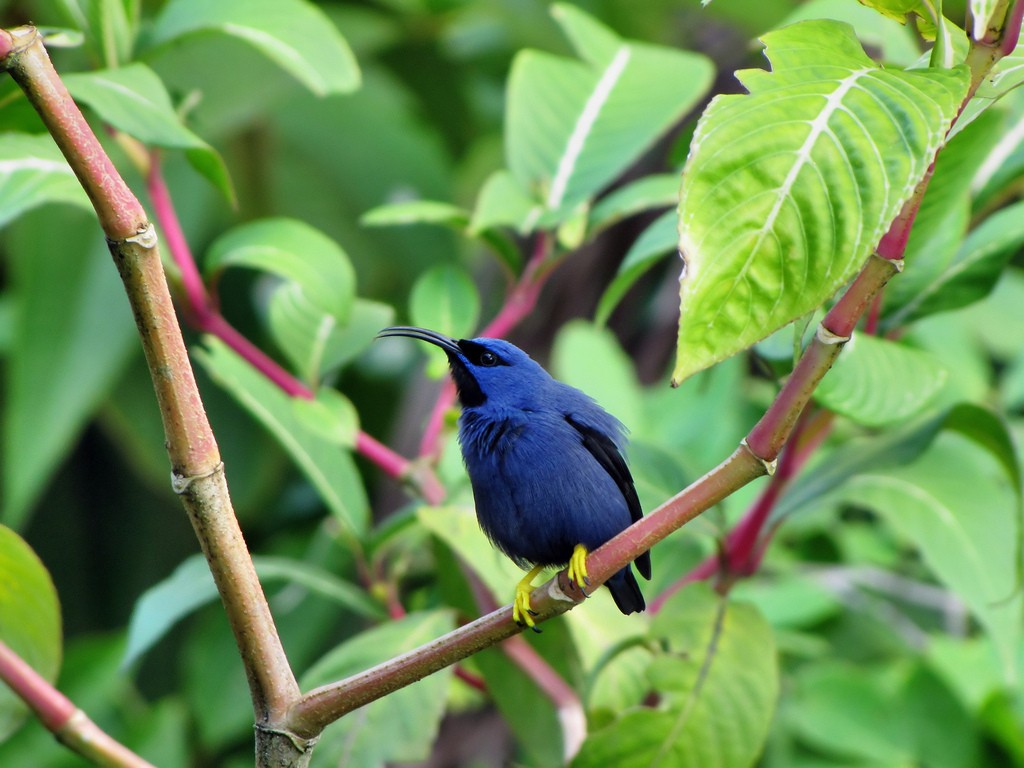 Guit-guit céruléen (Cyanerpes caeruleus)