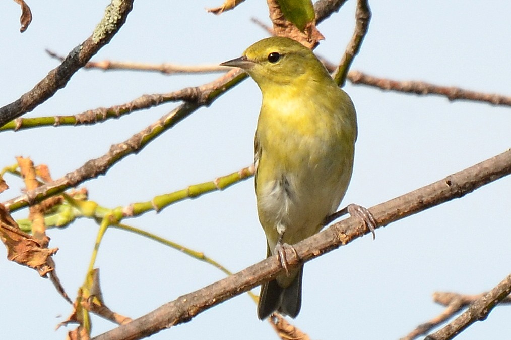 Tennessee Warbler (Leiothlypis peregrina)