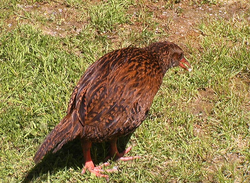 Rascón weka (Gallirallus australis)