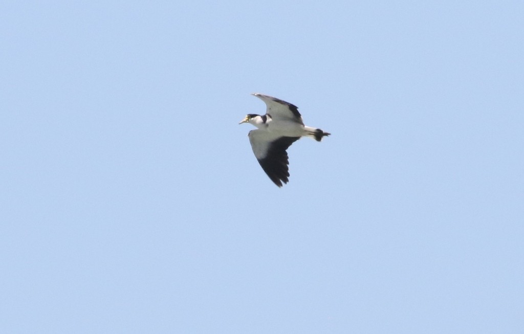 Black-shouldered Lapwing (Vanellus miles novaehollandiae)