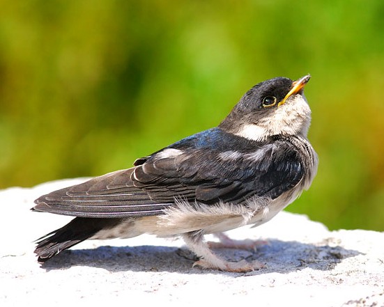 Asian House Martin (Delichon dasypus)