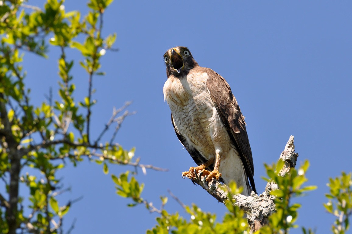 Roadside Hawk (Rupornis)