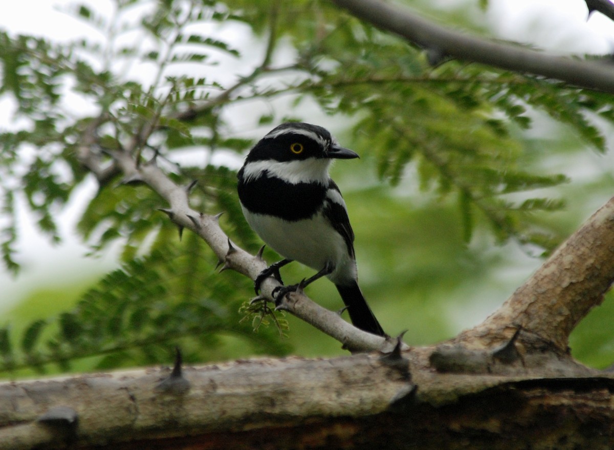 Bátis-do-senegal (Batis senegalensis)