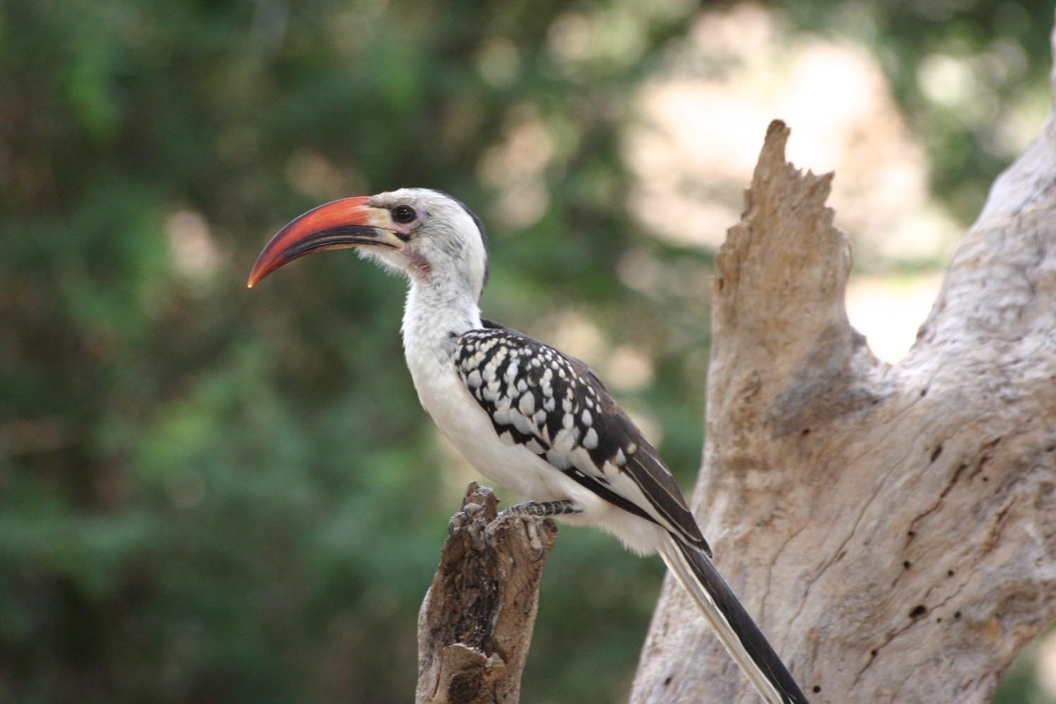 Red-billed and yellow-billed hornbills (Tockus)