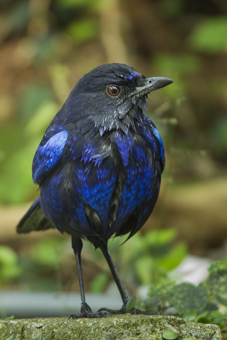 Синие птицы (Myophonus)