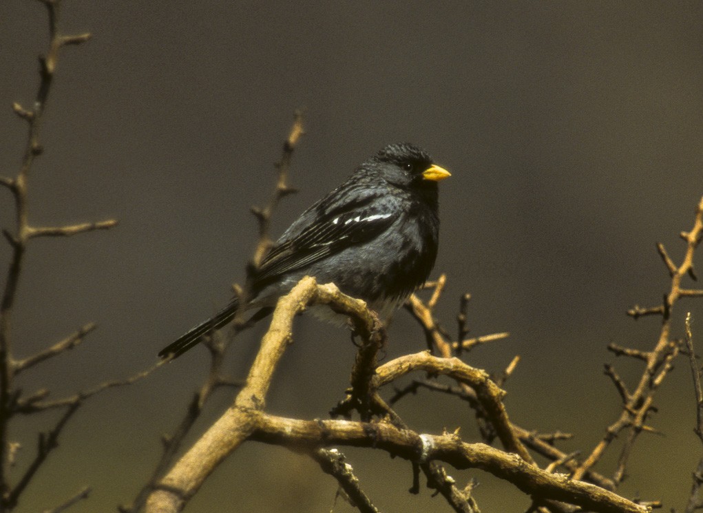 Typical Sierra-finches (Phrygilus)