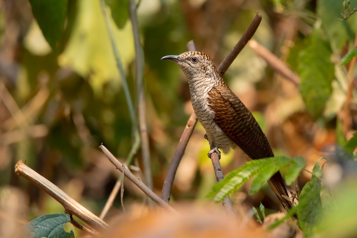 Banded Bay Cuckoo (Cacomantis sonneratii)