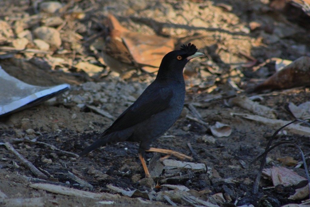 Crested Myna (Acridotheres cristatellus)