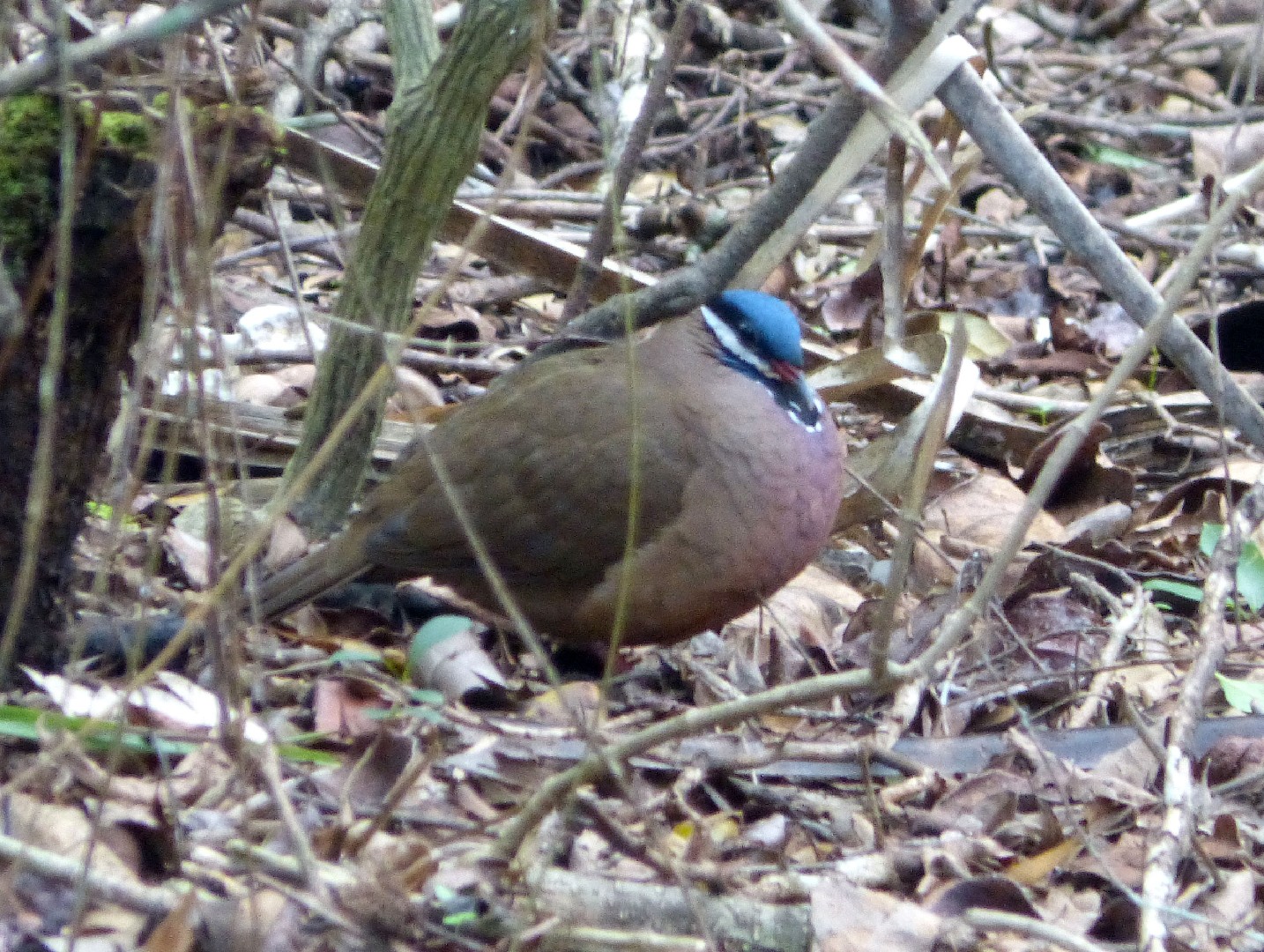 Blue-headed Quail-dove (Starnoenas)