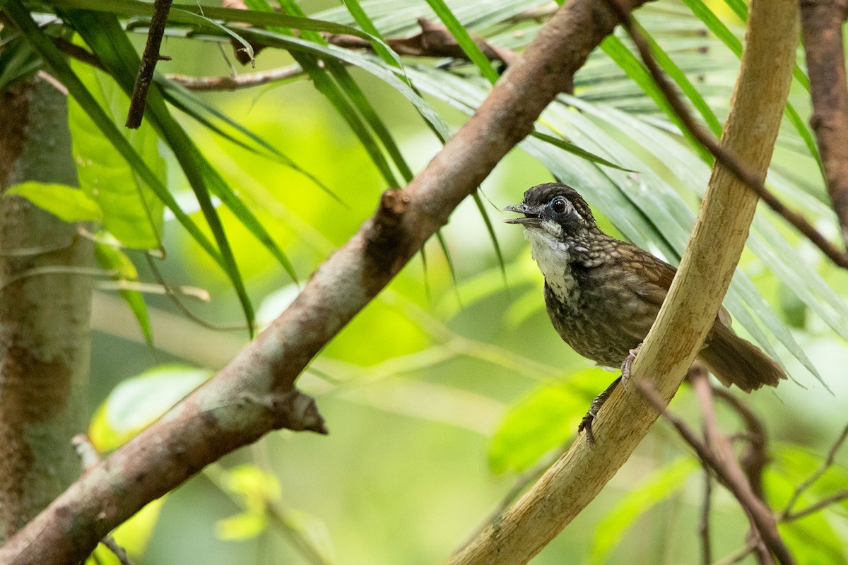 Large Wren-babbler (Turdinus macrodactylus)