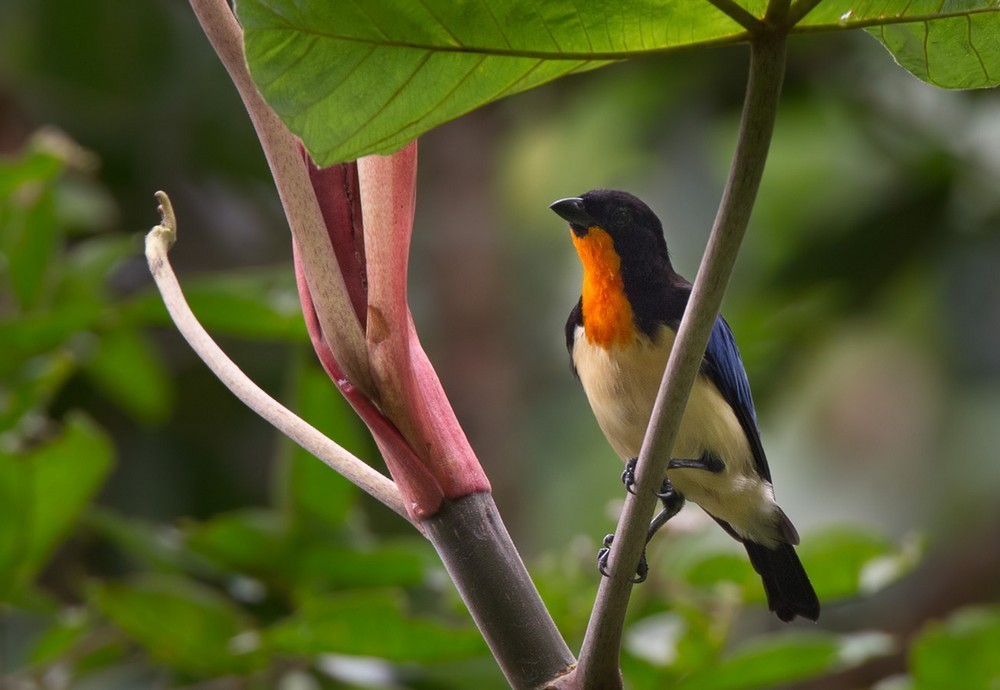 Orange-throated Tanager (Wetmorethraupis sterrhopteron)