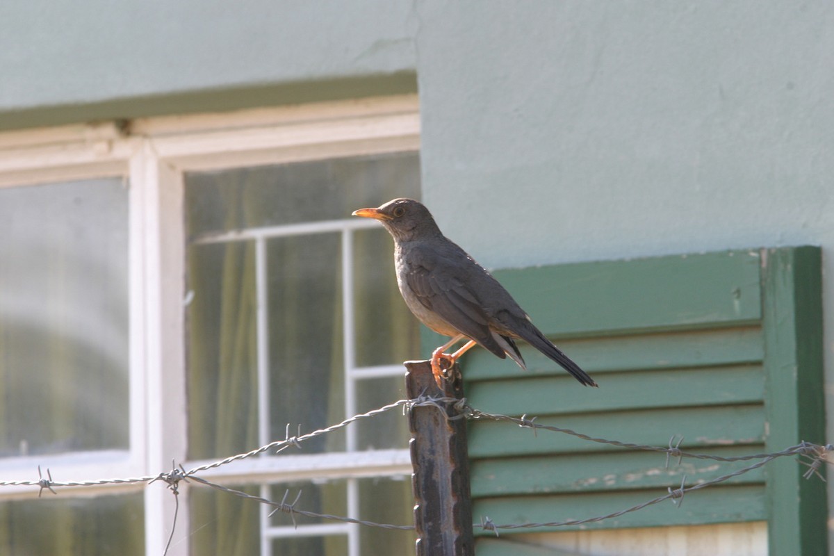 Zorzal del Karoo (Turdus smithi)