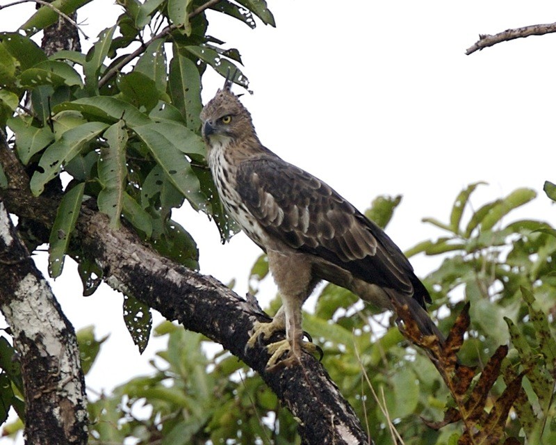 Changeable Hawk-eagle (Nisaetus cirrhatus)