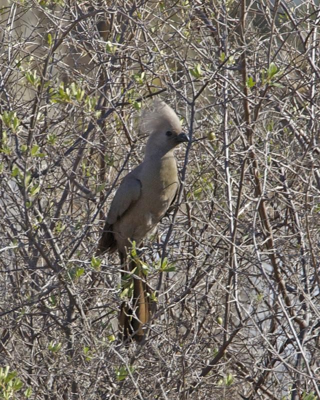 Grey Go-away-bird (Crinifer concolor)