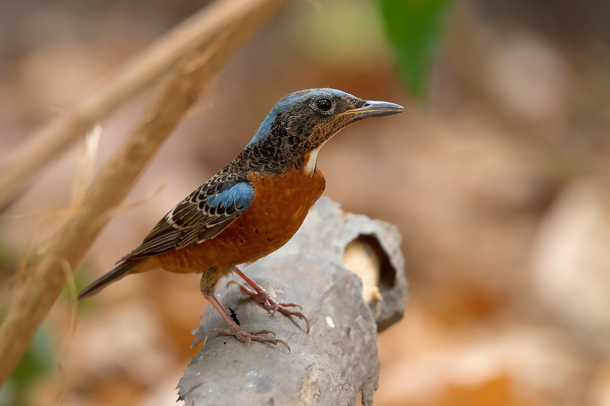 Amoerrotslijster (Monticola gularis)