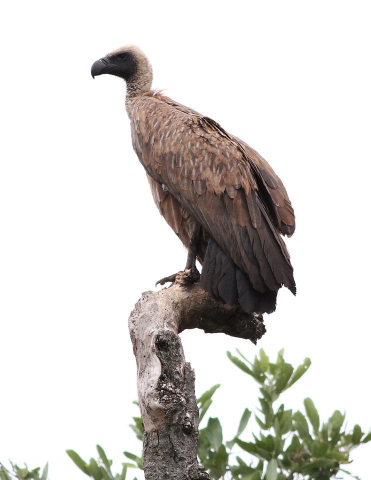 White-backed Vulture (Gyps africanus)