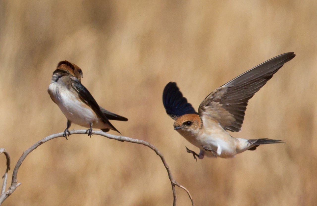 Красивая горная ласточка (Petrochelidon ariel) - Picture Bird