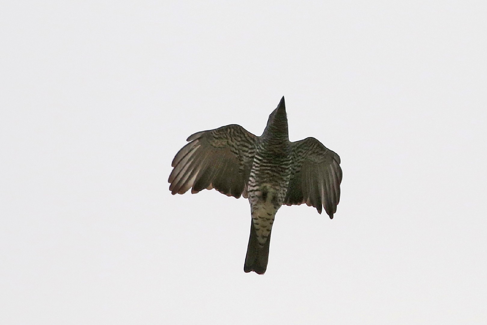 Bar-bellied Cuckooshrike