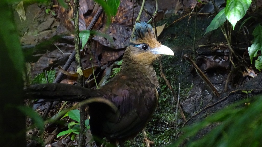 Neotropical ground-cuckoos (Neomorphus)