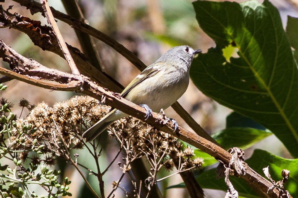 Dwergvireo (Vireo nelsoni)