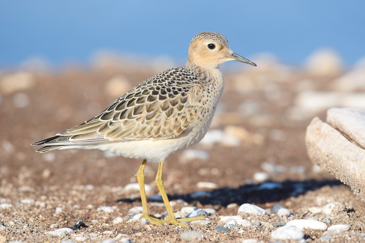 Pilrito-acanelado (Calidris subruficollis)