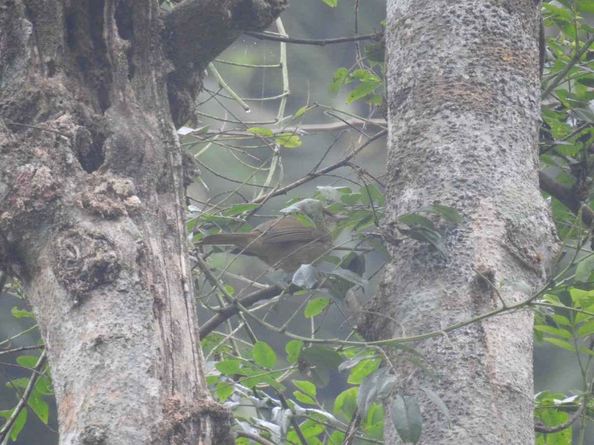 Bulbul-de-assão (Iole cacharensis)