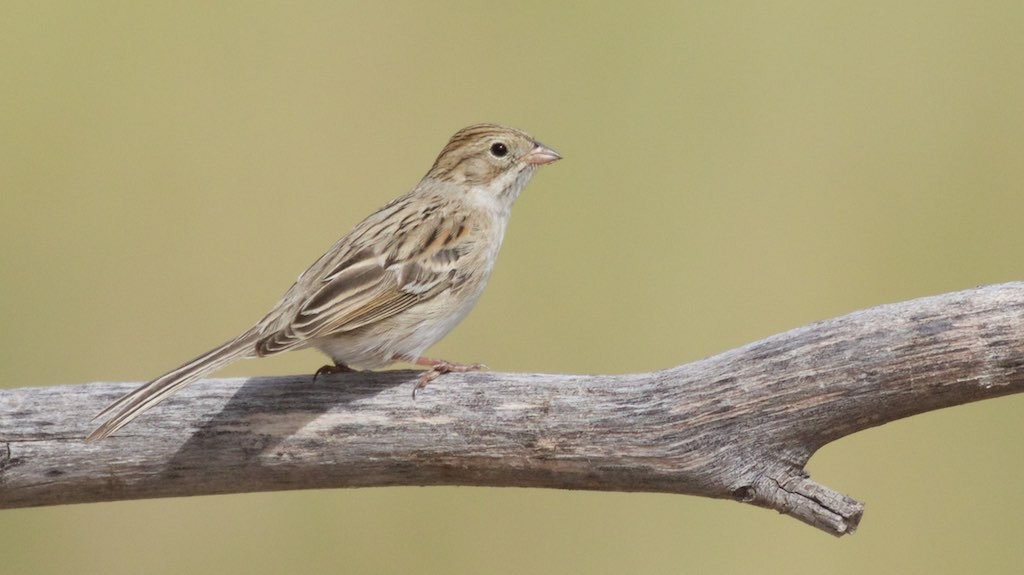 Spizella Sparrows (Spizella)