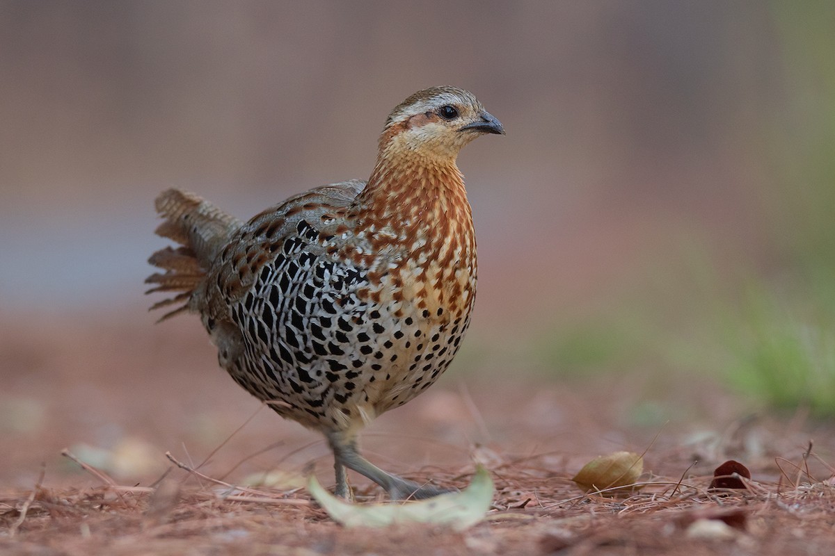 Mountain Bamboo Partridge (Bambusicola fytchii)