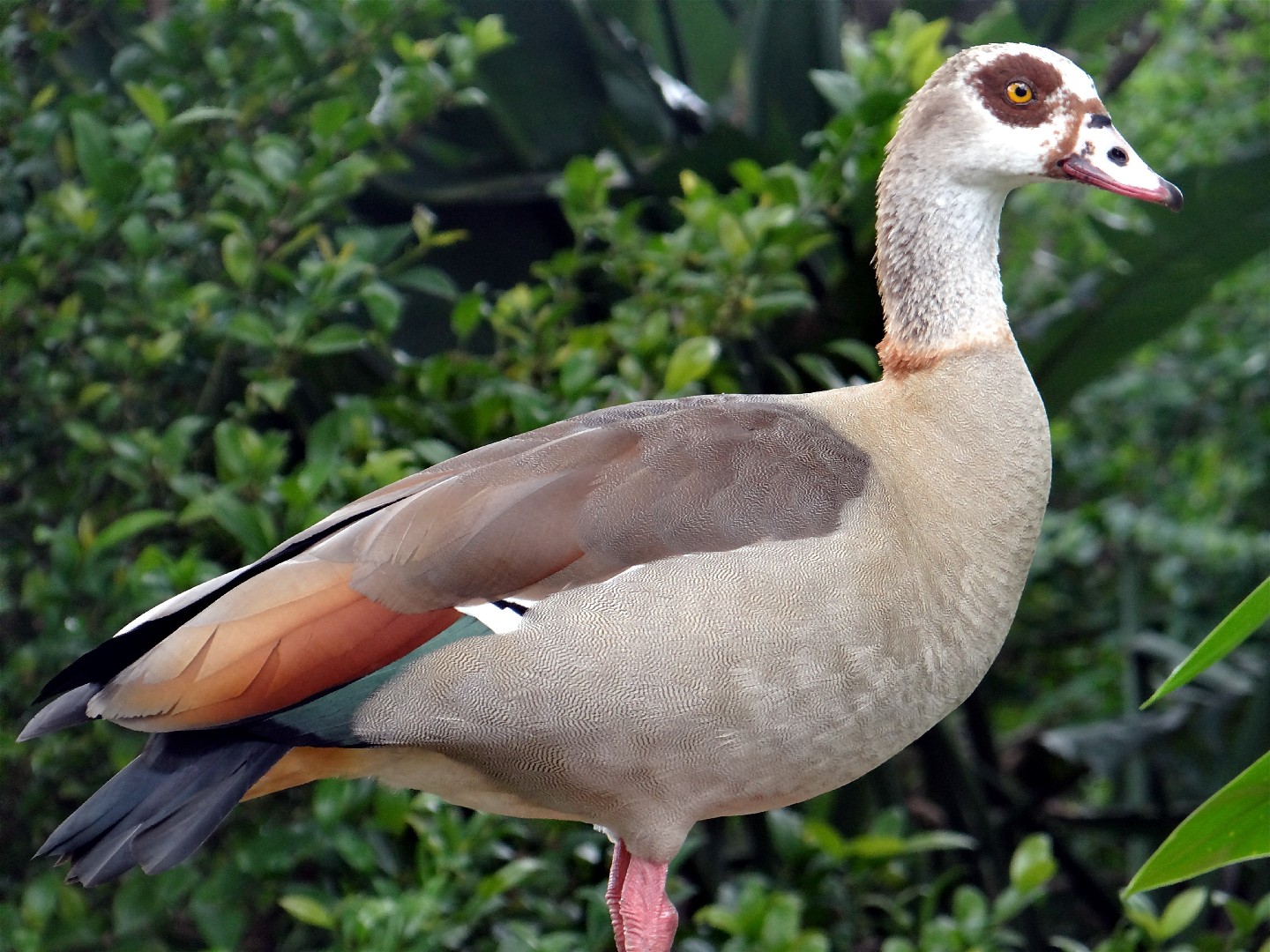 Ganso del Nilo (Alopochen aegyptiaca)