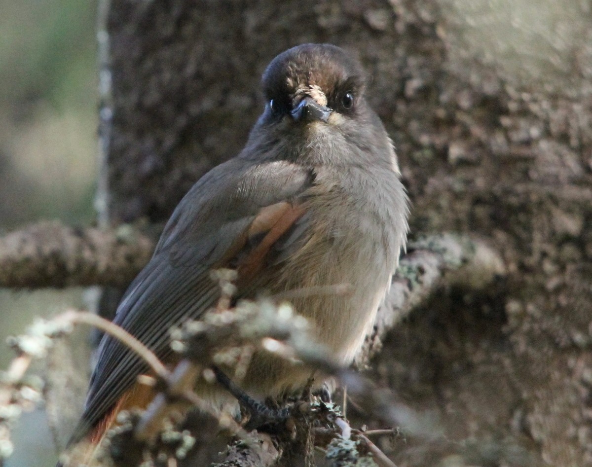 Charas boreales (Perisoreus)