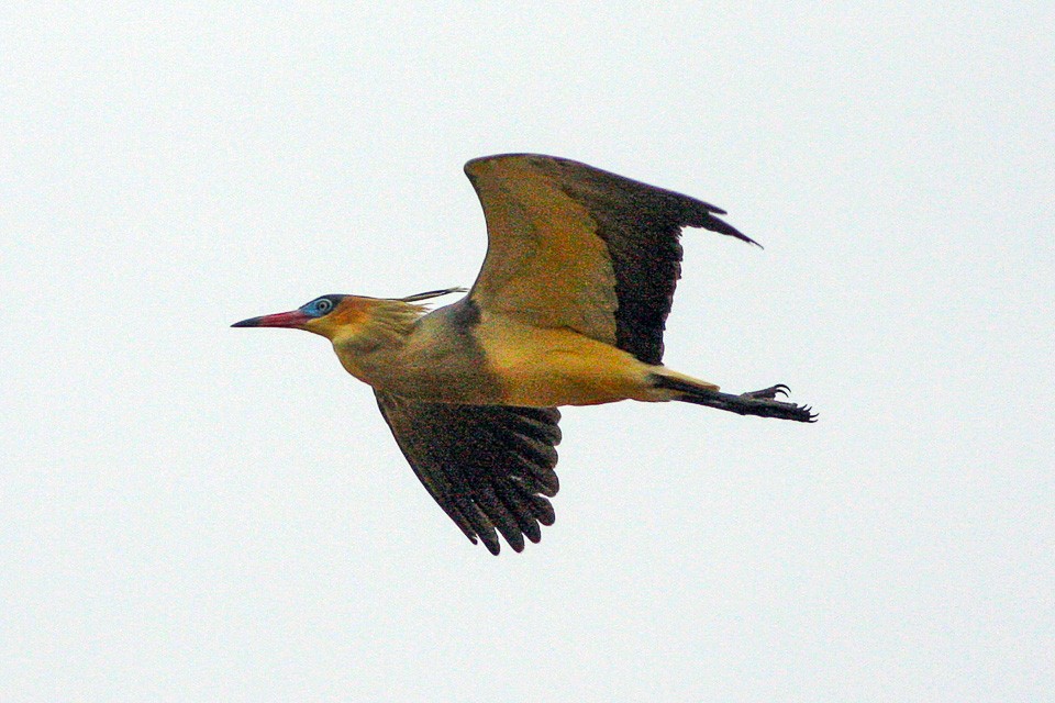 Whistling Heron (Syrigma)
