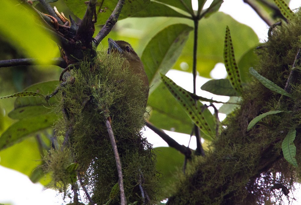 Thamnistes (Thamnistes)