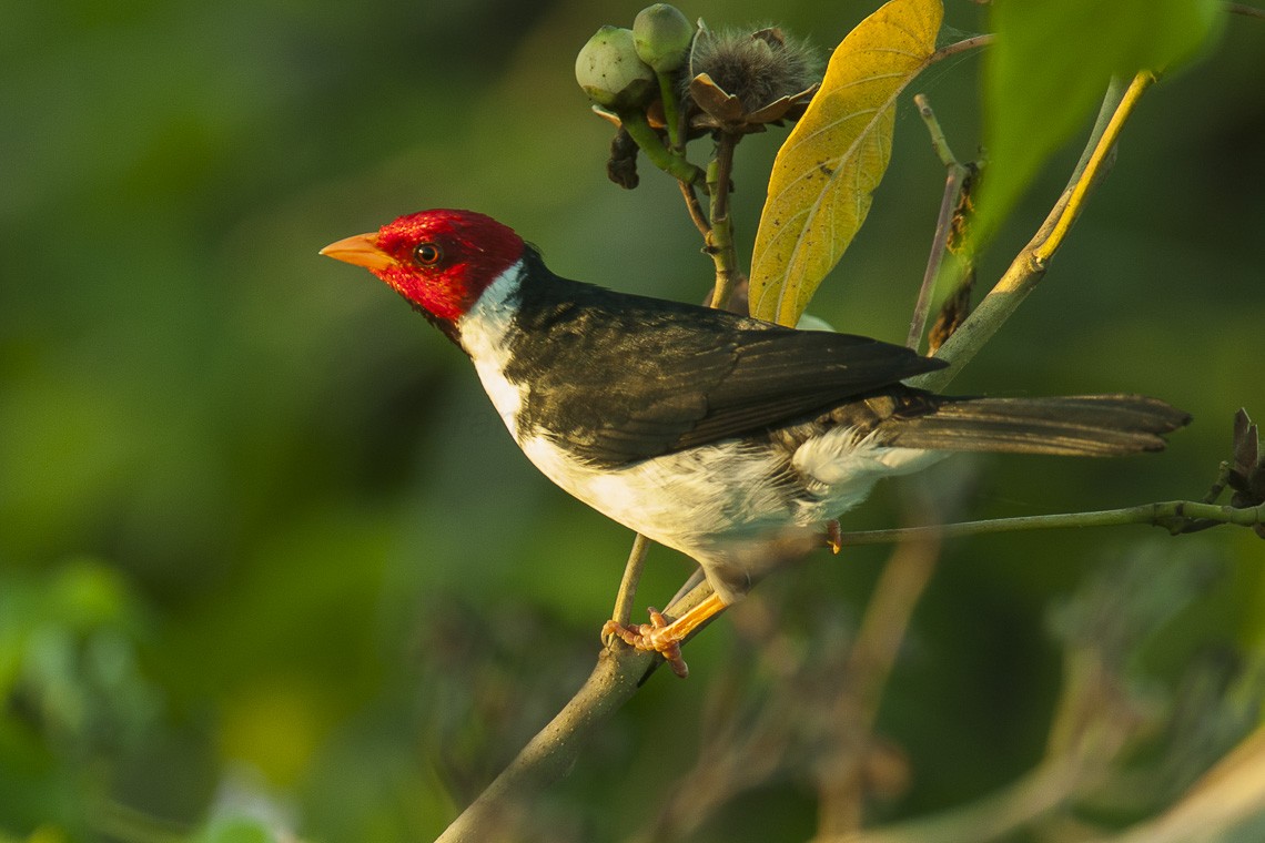 Yellow-billed Cardinal (Paroaria capitata)