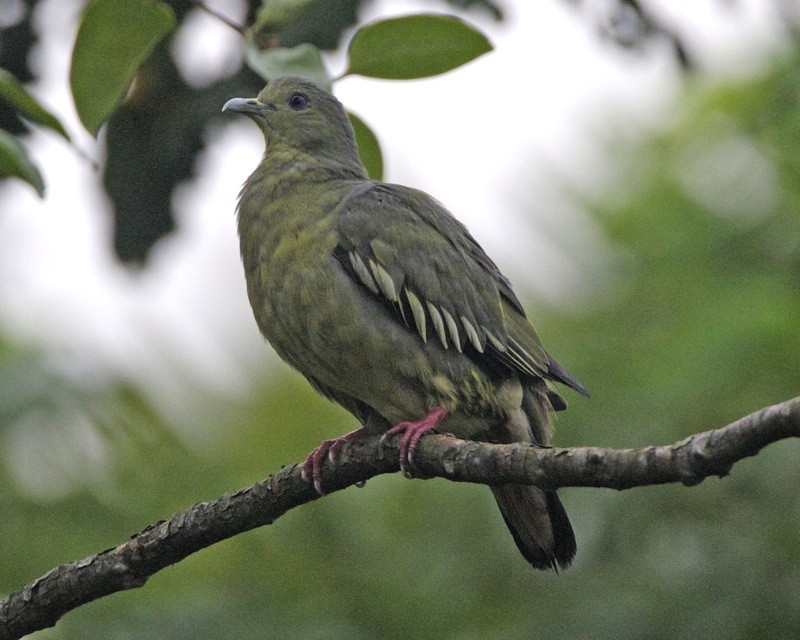 Pink-necked Green Pigeon (Treron vernans)