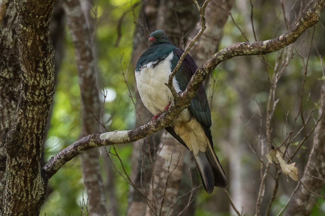 Pombo-neozelandês (Hemiphaga novaeseelandiae)