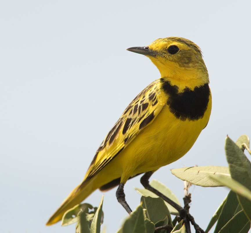 Golden Pipits (Tmetothylacus)