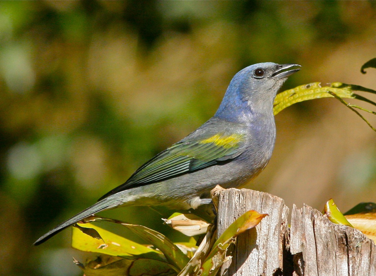 Thraupis ornata (Thraupis ornata)