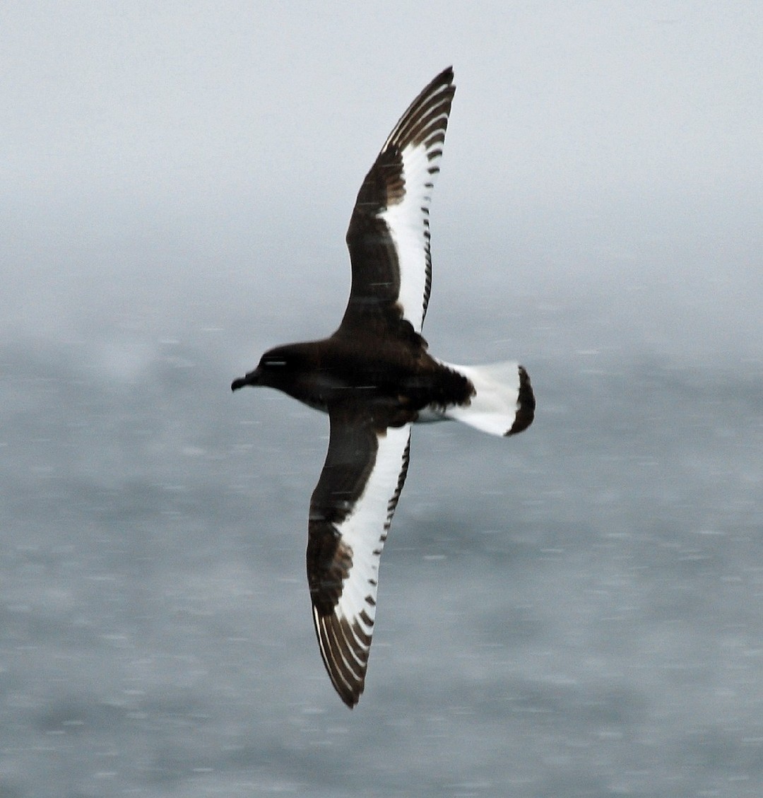 Petrel antártico (Thalassoica antarctica)